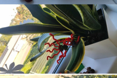 Neutral Minimal Flower Bouquet Photo Collage Your Story - 3